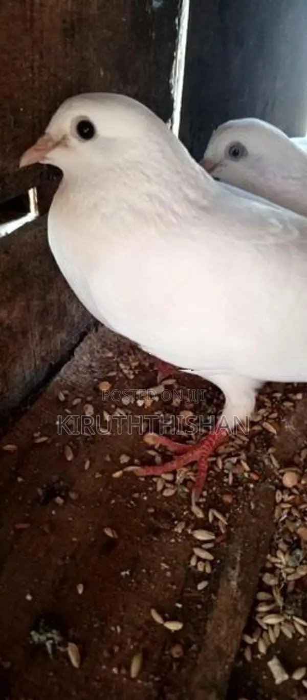 Pigeon