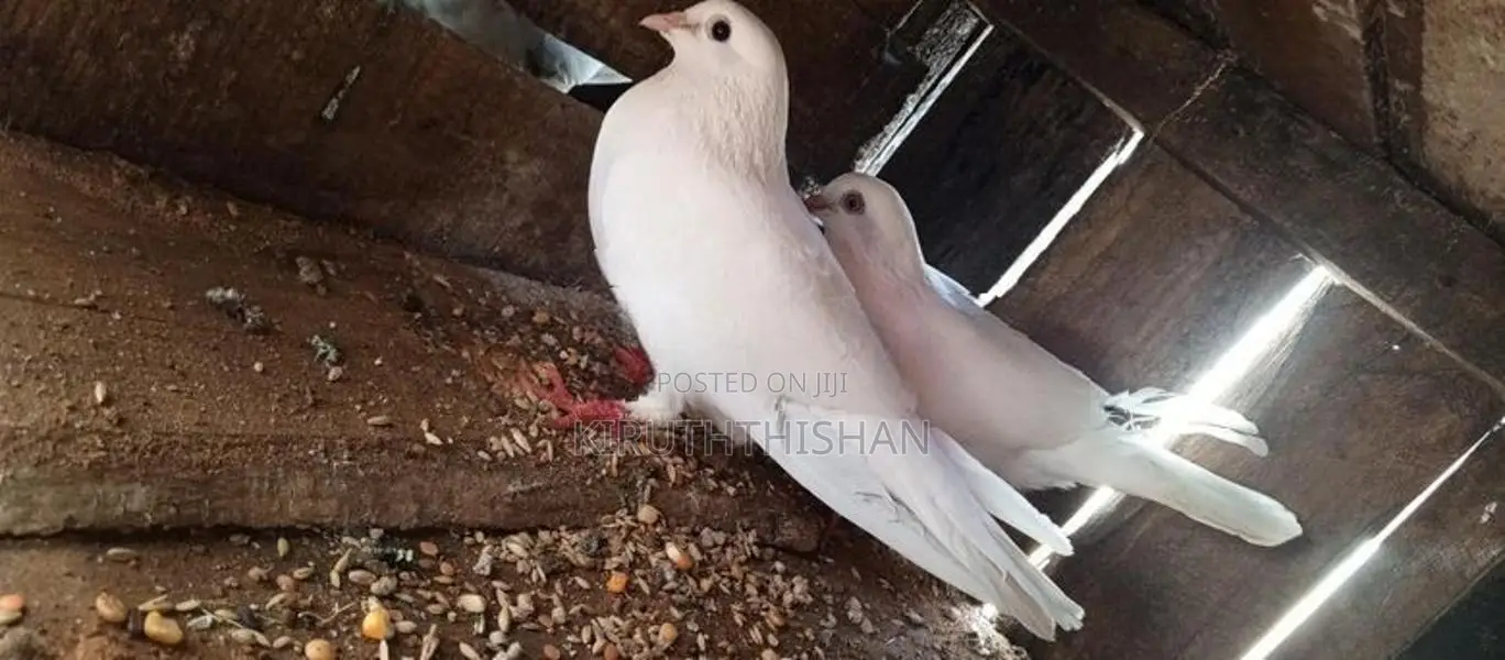 Pigeon