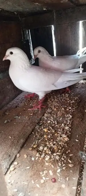 Pigeon