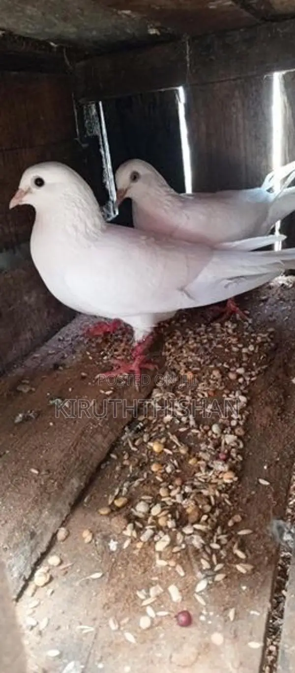 Pigeon