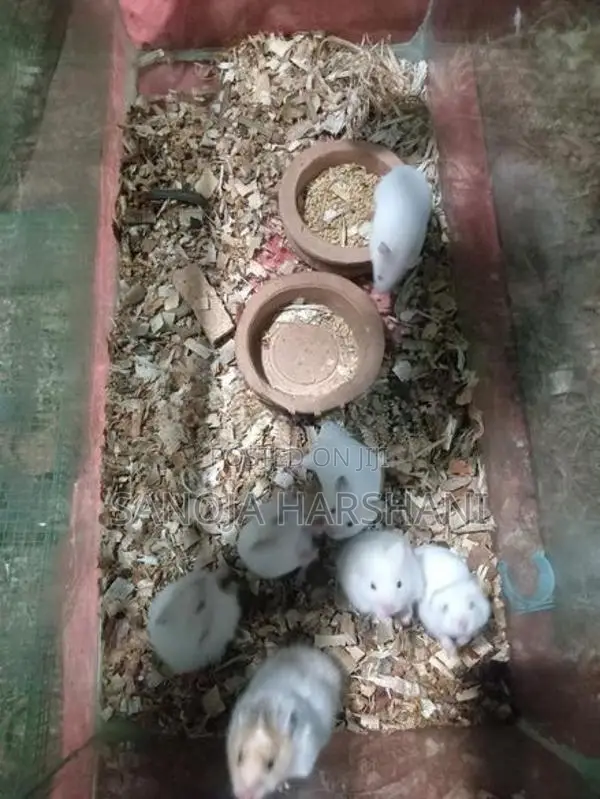 Hamster