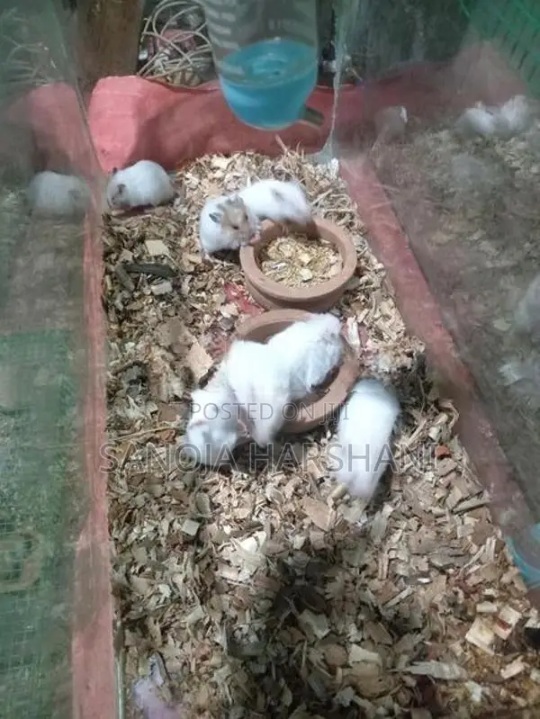 Hamster