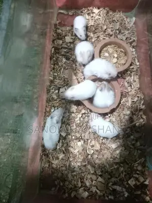 Hamster