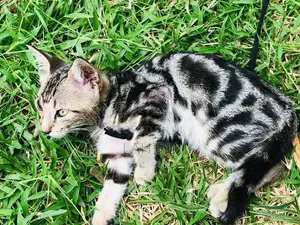 Bengal Cat