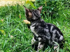 Bengal Cat