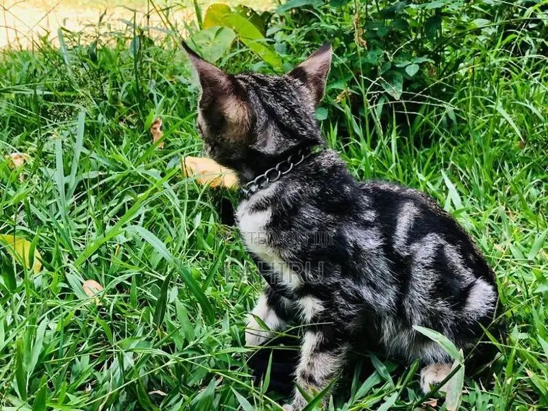 Bengal Cat
