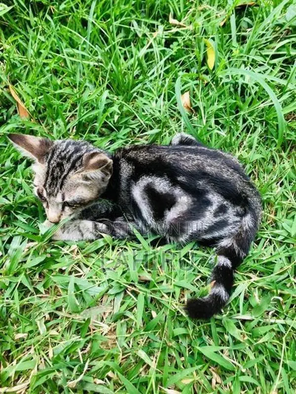 Bengal Cat