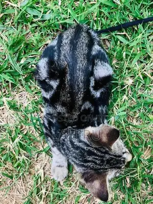 Bengal Cat