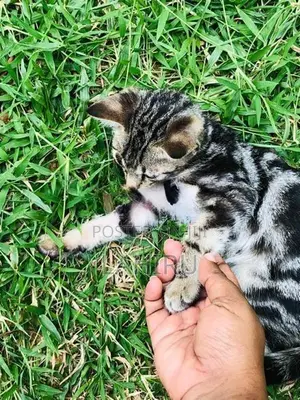 Bengal Cat