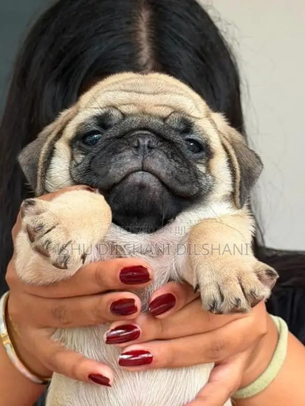 Pug Puppies