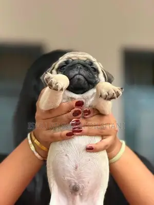 Pug Puppies