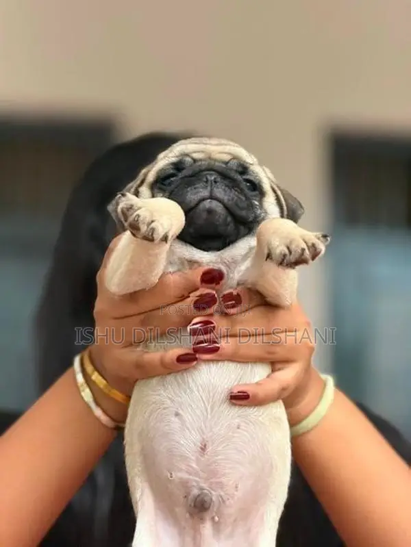 Pug Puppies