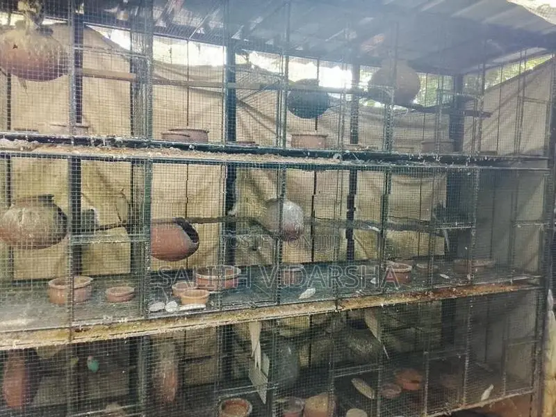 Birds Cages