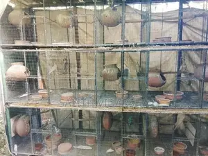 Birds Cages