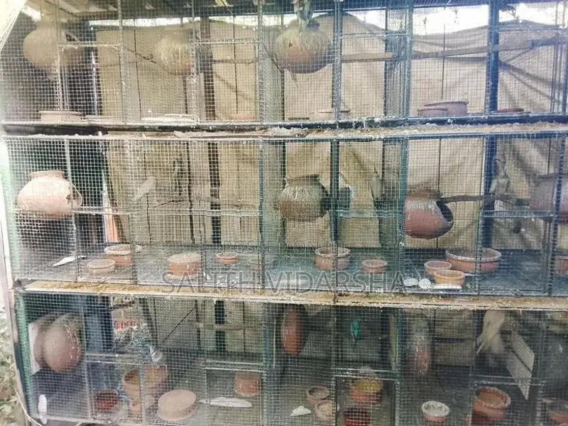 Birds Cages
