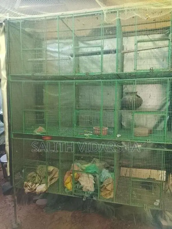 Birds Cages