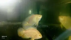 Oscar