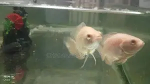 Oscar