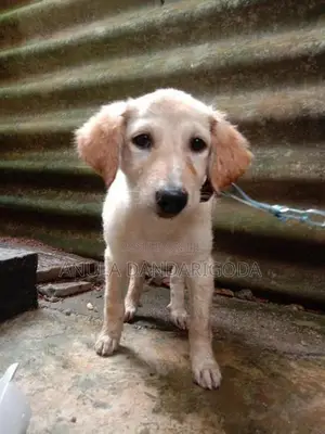 Labrador Retriever Puppy