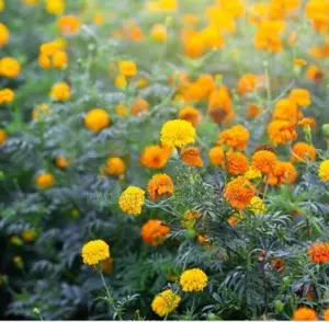 මල් සැරසිලි