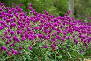 මල් සැරසිලි