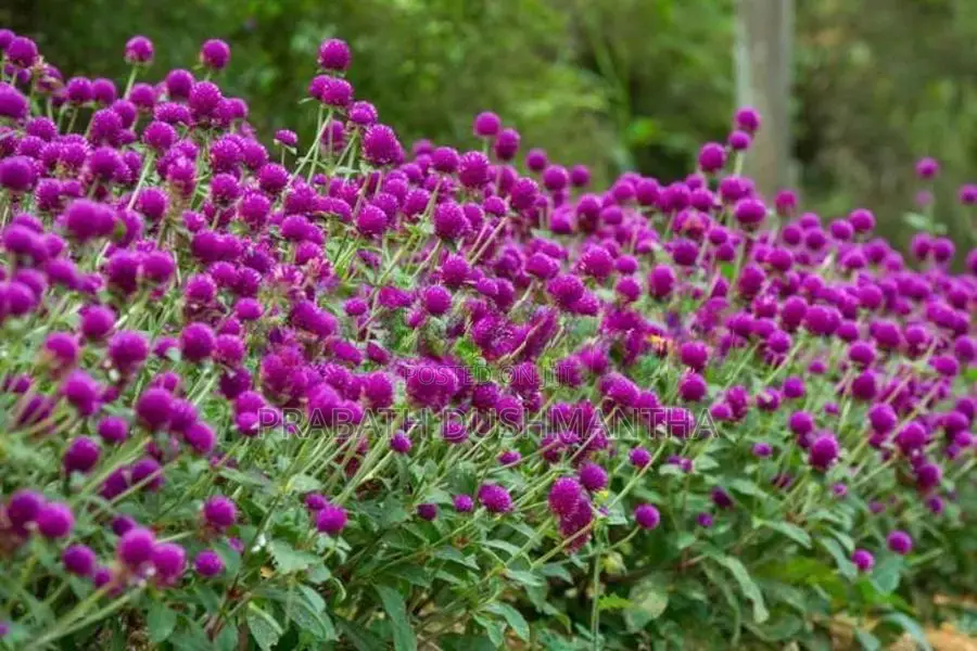 මල් සැරසිලි