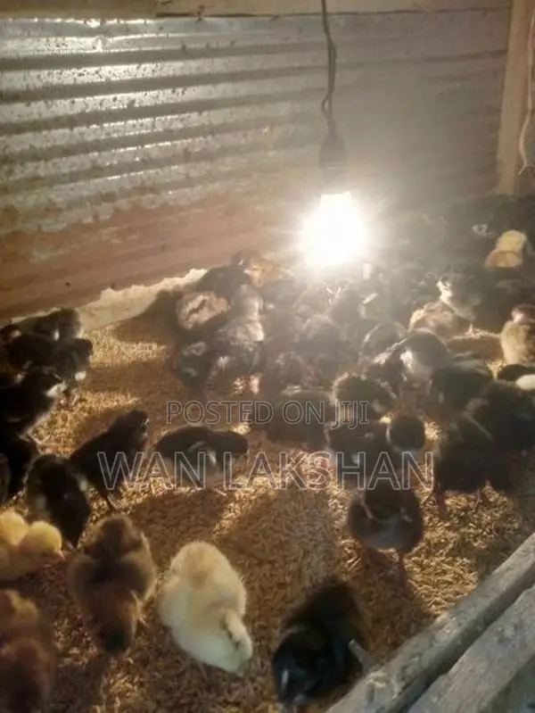 නිරෝගීමත් ගම් කුකුළ් පැටවුන් හා කලුකුම්