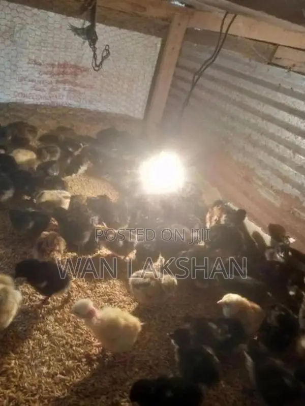 නිරෝගීමත් ගම් කුකුළ් පැටවුන් හා කලුකුම්
