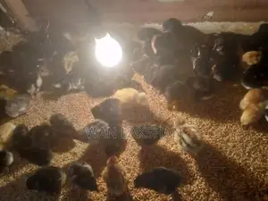 නිරෝගීමත් ගම් කුකුළ් පැටවුන් හා කලුකුම්