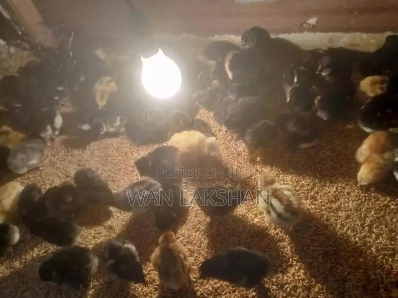 නිරෝගීමත් ගම් කුකුළ් පැටවුන් හා කලුකුම්