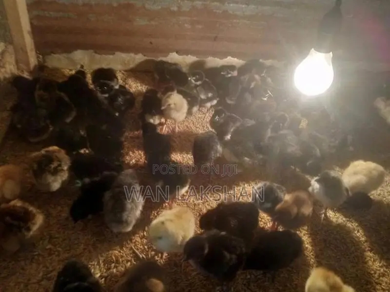 නිරෝගීමත් ගම් කුකුළ් පැටවුන් හා කලුකුම්