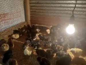 නිරෝගීමත් ගම් කුකුළ් පැටවුන් හා කලුකුම්