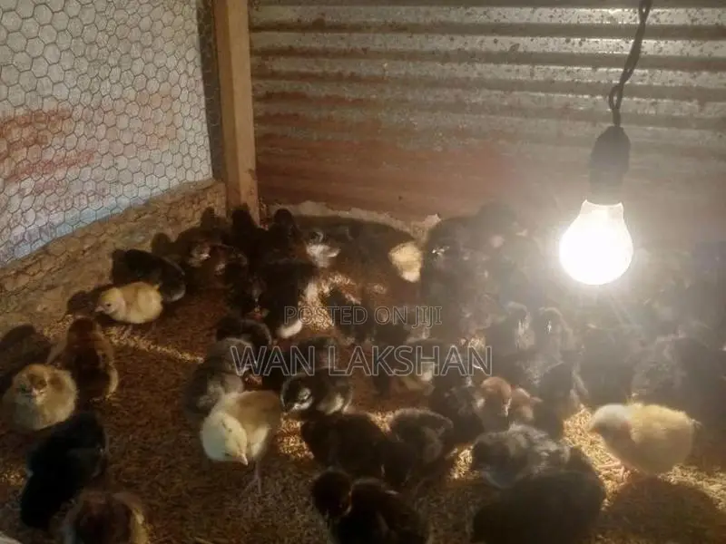 නිරෝගීමත් ගම් කුකුළ් පැටවුන් හා කලුකුම්