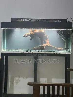 4 Fish Tanks