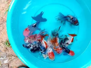 Oranda Goldfish