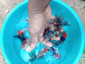 Oranda Goldfish