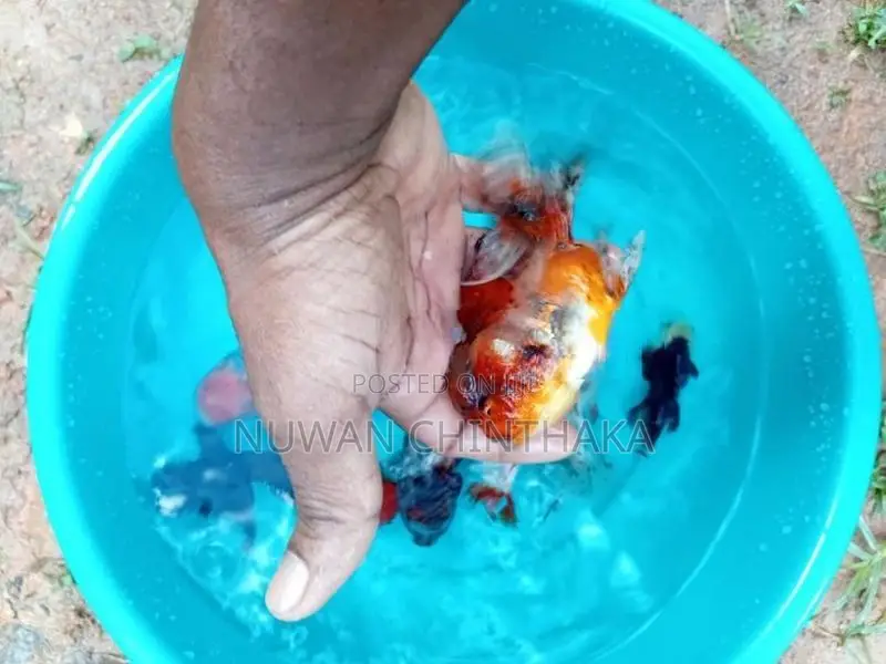 Oranda Goldfish