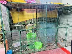 Birds Cage