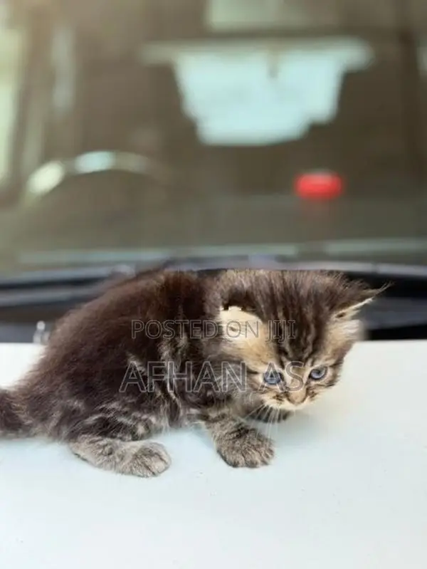 Siberian Kittens