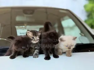 Siberian Kittens
