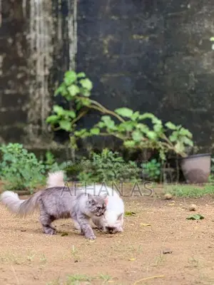 Siberian Kittens