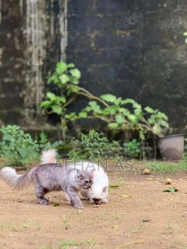 Siberian Kittens