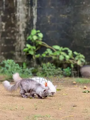 Siberian Kittens