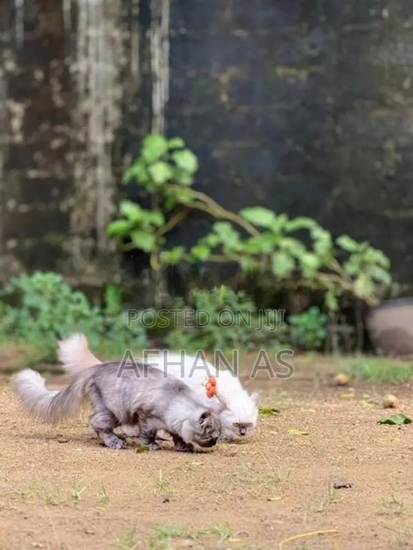 Siberian Kittens