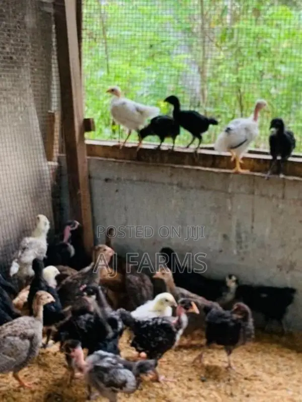 Gam Kukulu நாட்டு கோழி