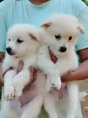 Lion Pomernarian Puppies