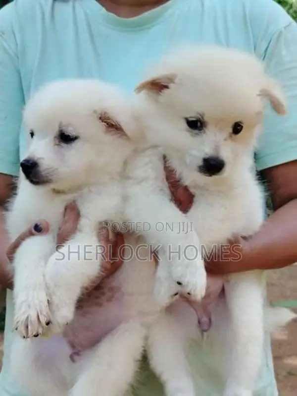 Lion Pomernarian Puppies