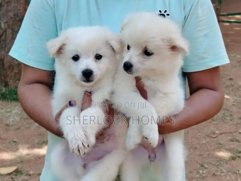 Lion Pomernarian Puppies