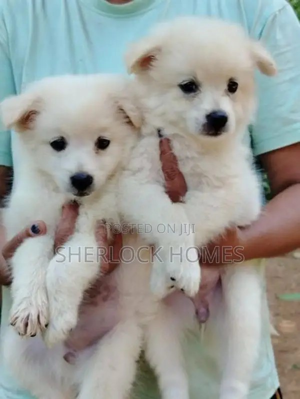Lion Pomernarian Puppies