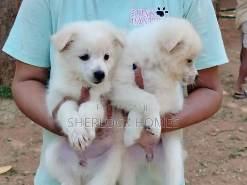 Lion Pomernarian Puppies